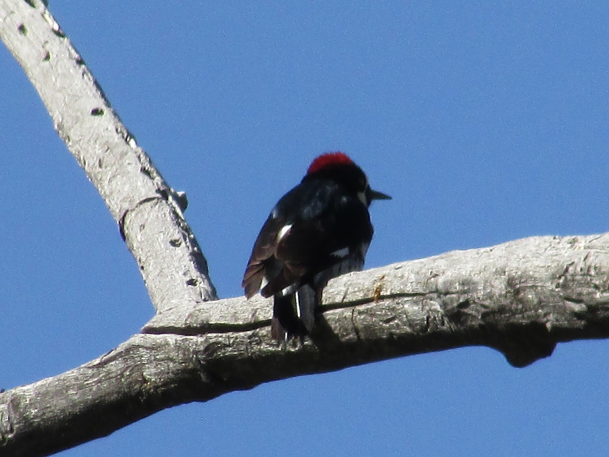 Acorn Woodpecker - Felice  Lyons