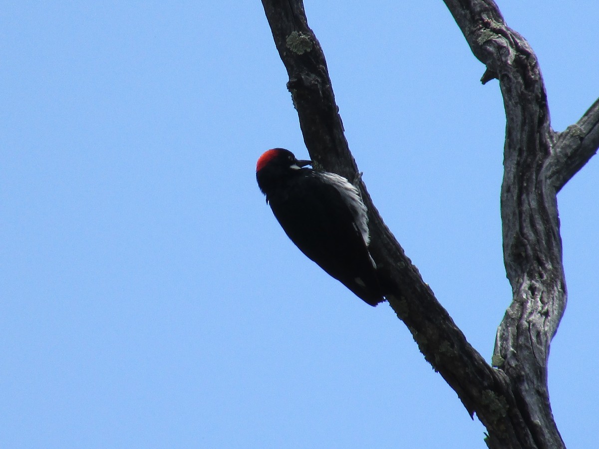 Acorn Woodpecker - Felice  Lyons