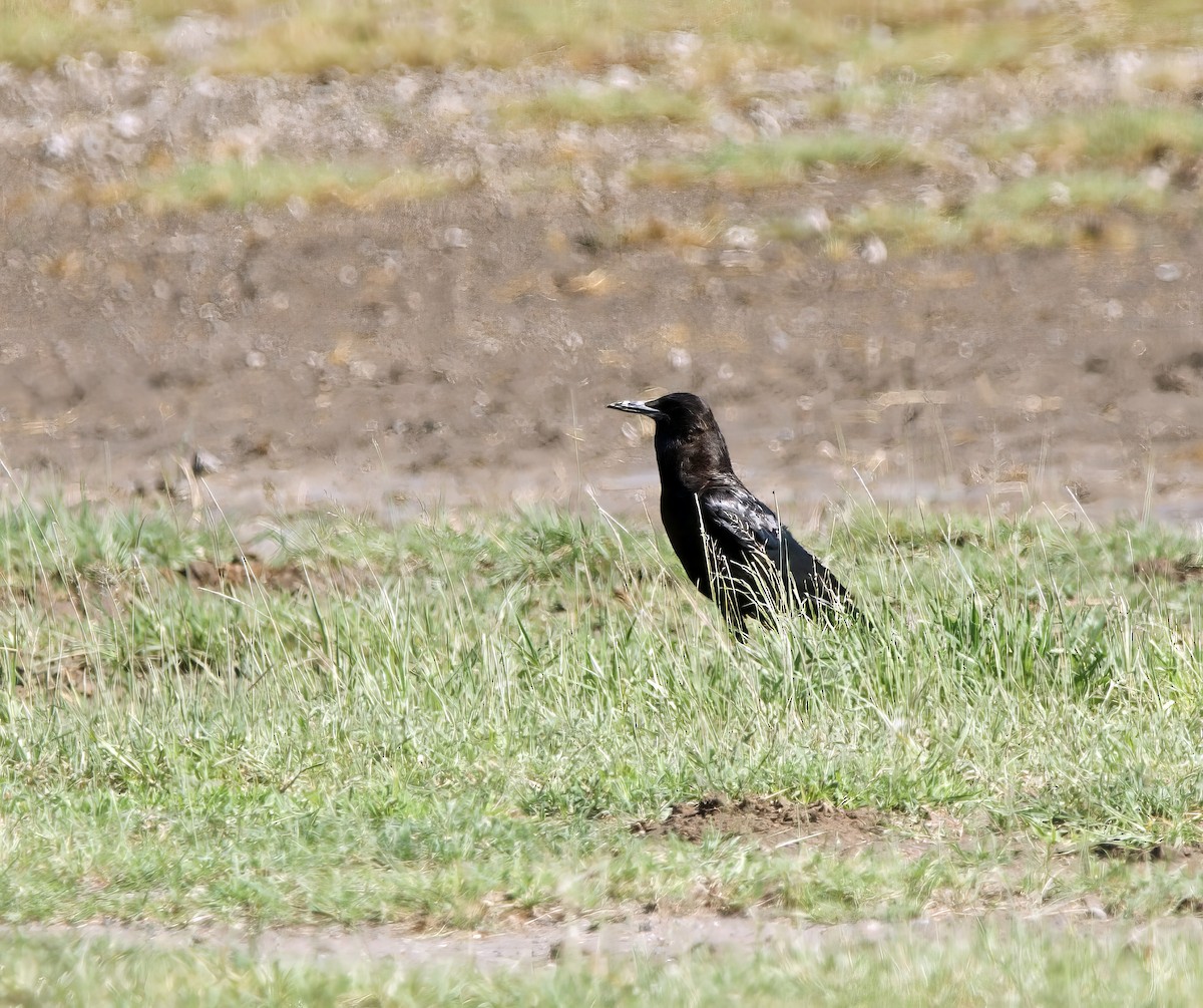 Cape Crow - Ken Simonite