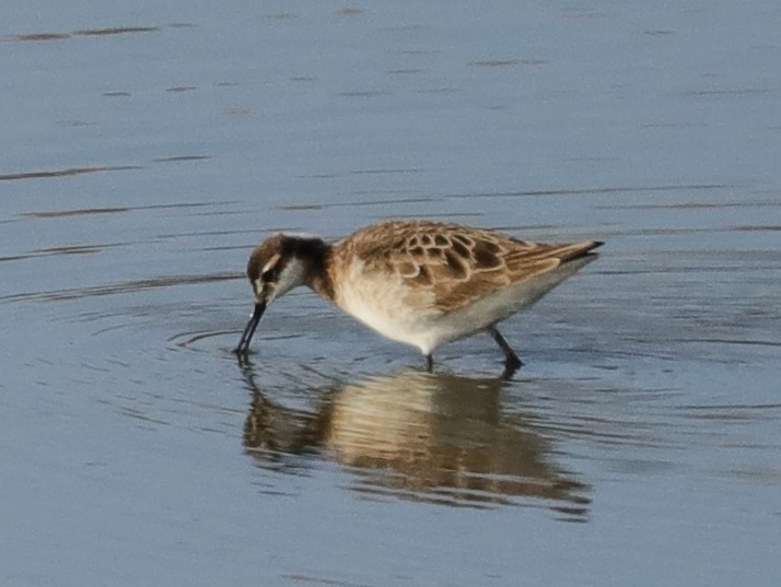 Wilson's Phalarope - Drew Hatcher