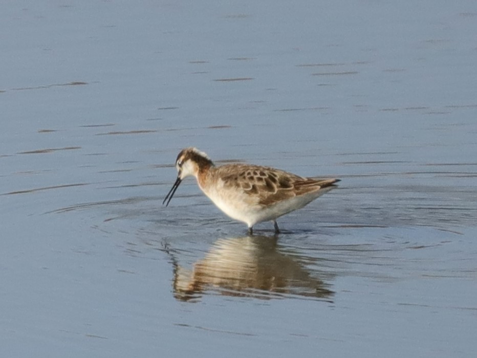 Wilson's Phalarope - Drew Hatcher