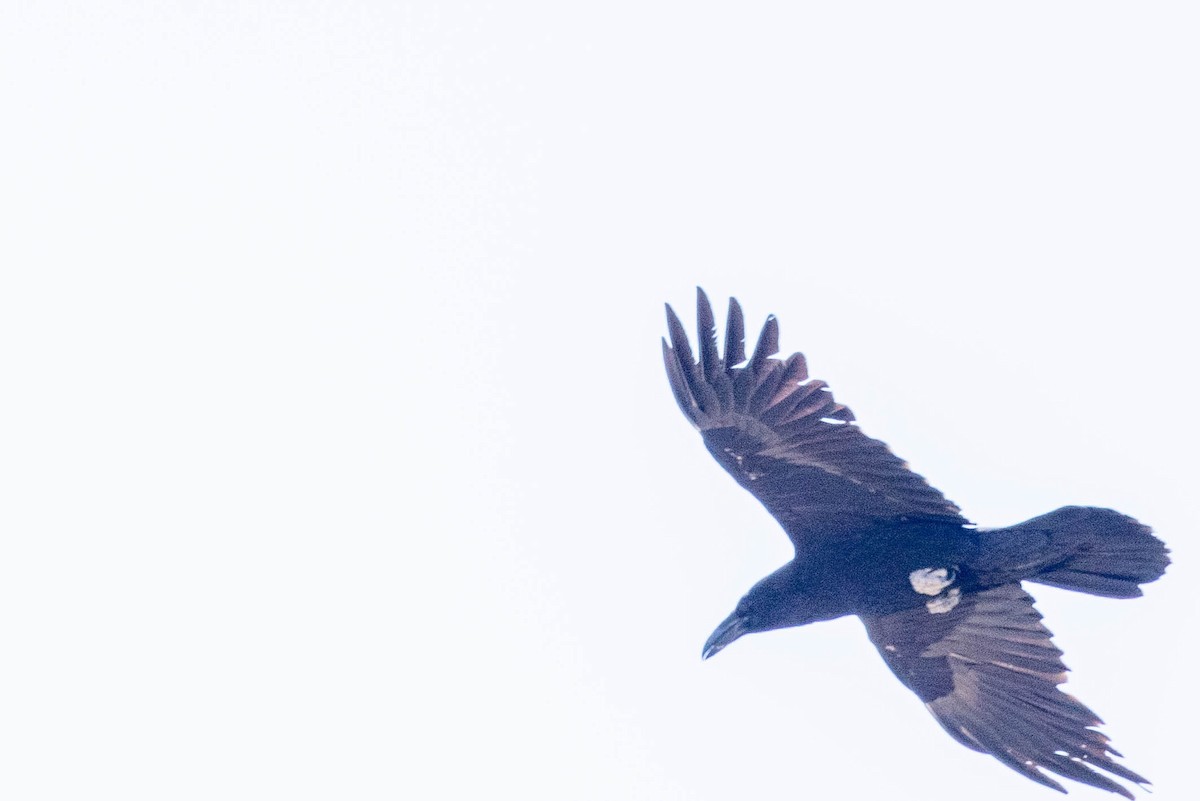 Chihuahuan Raven - Allan Spradling