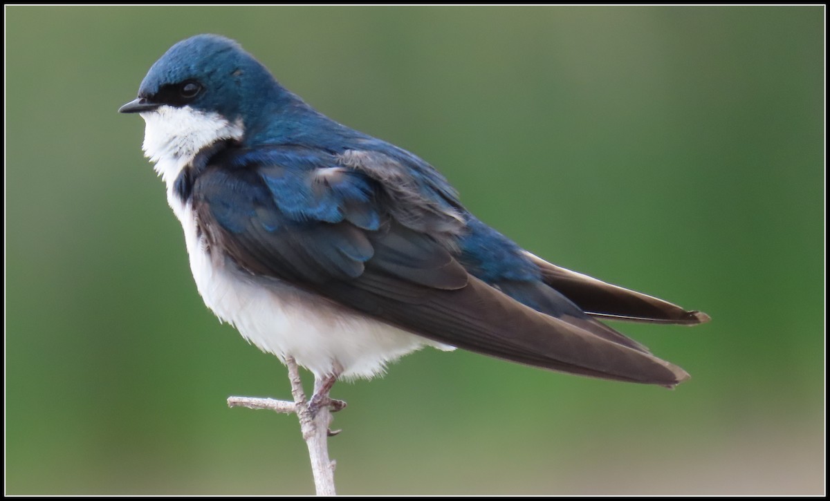 Tree Swallow - Peter Gordon