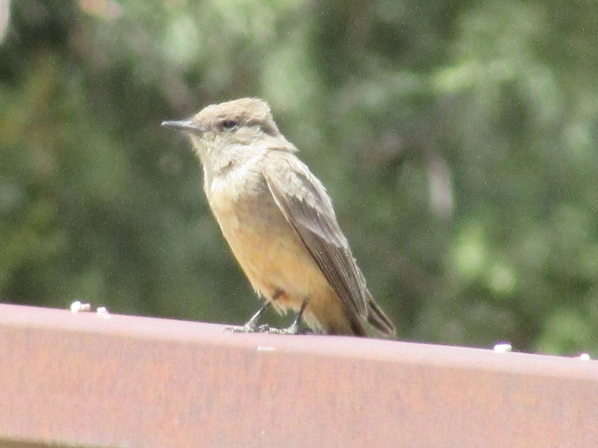 Say's Phoebe - Felice  Lyons