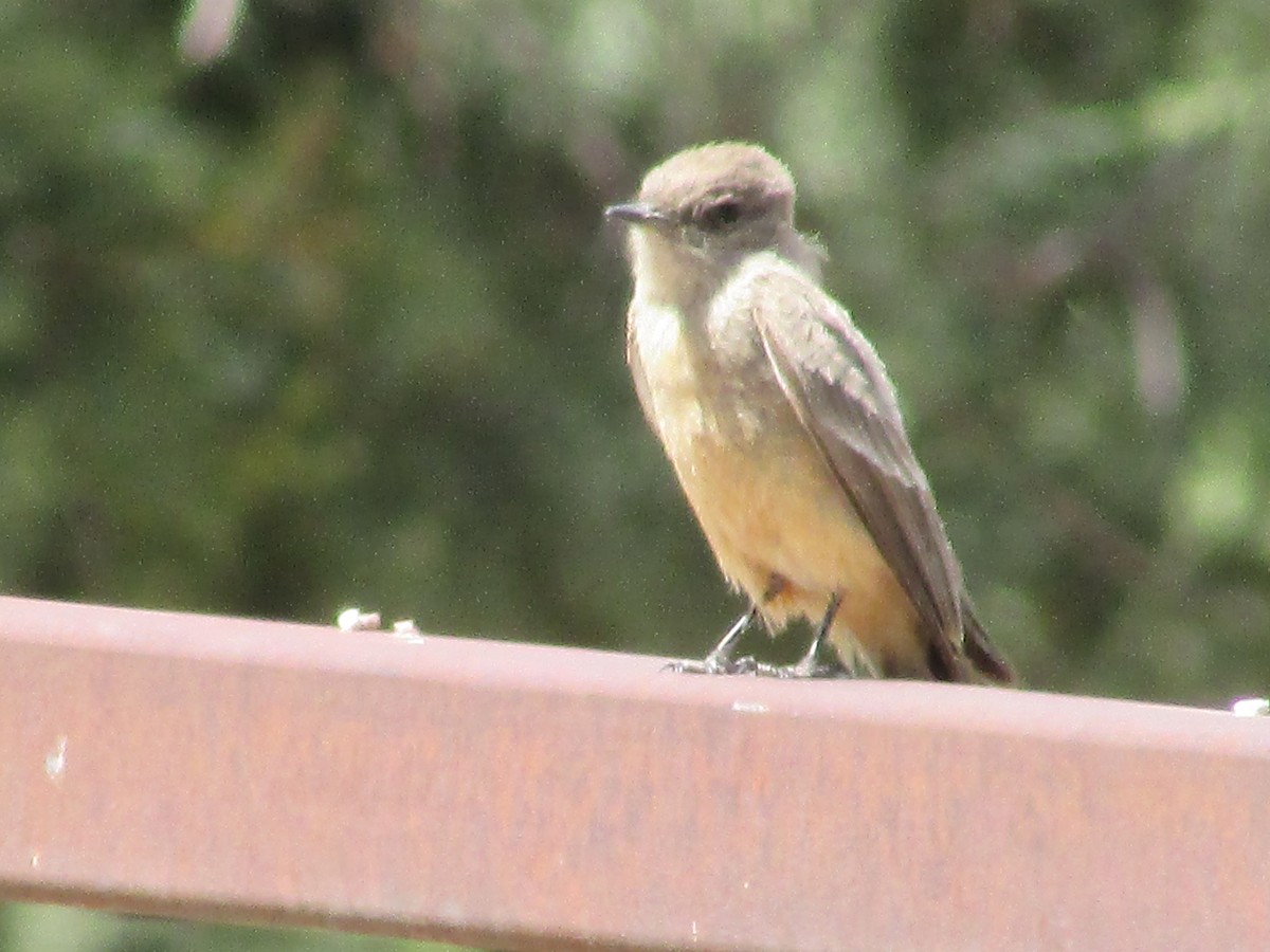 Say's Phoebe - Felice  Lyons