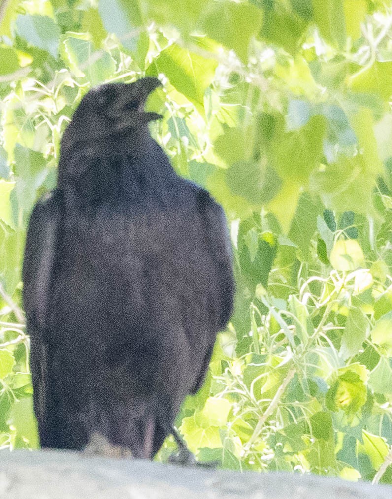 Common Raven - Allan Spradling