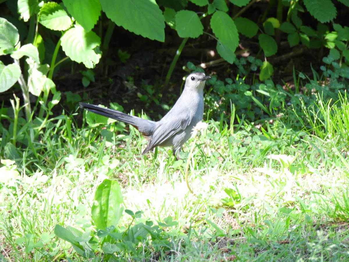 Gray Catbird - Irene Cody