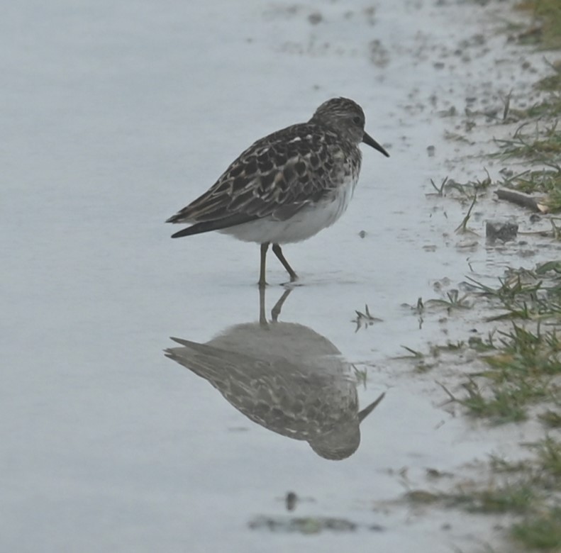 Least Sandpiper - Nicolle and H-Boon Lee