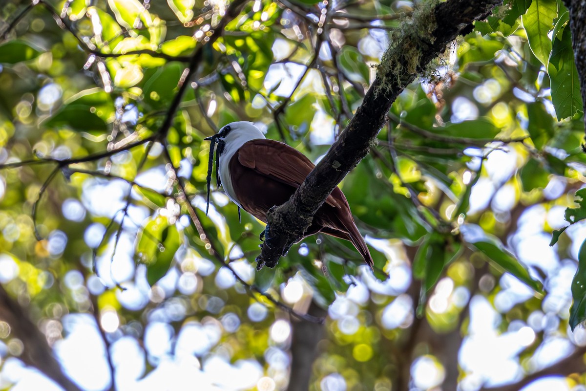 Three-wattled Bellbird - Mason Flint