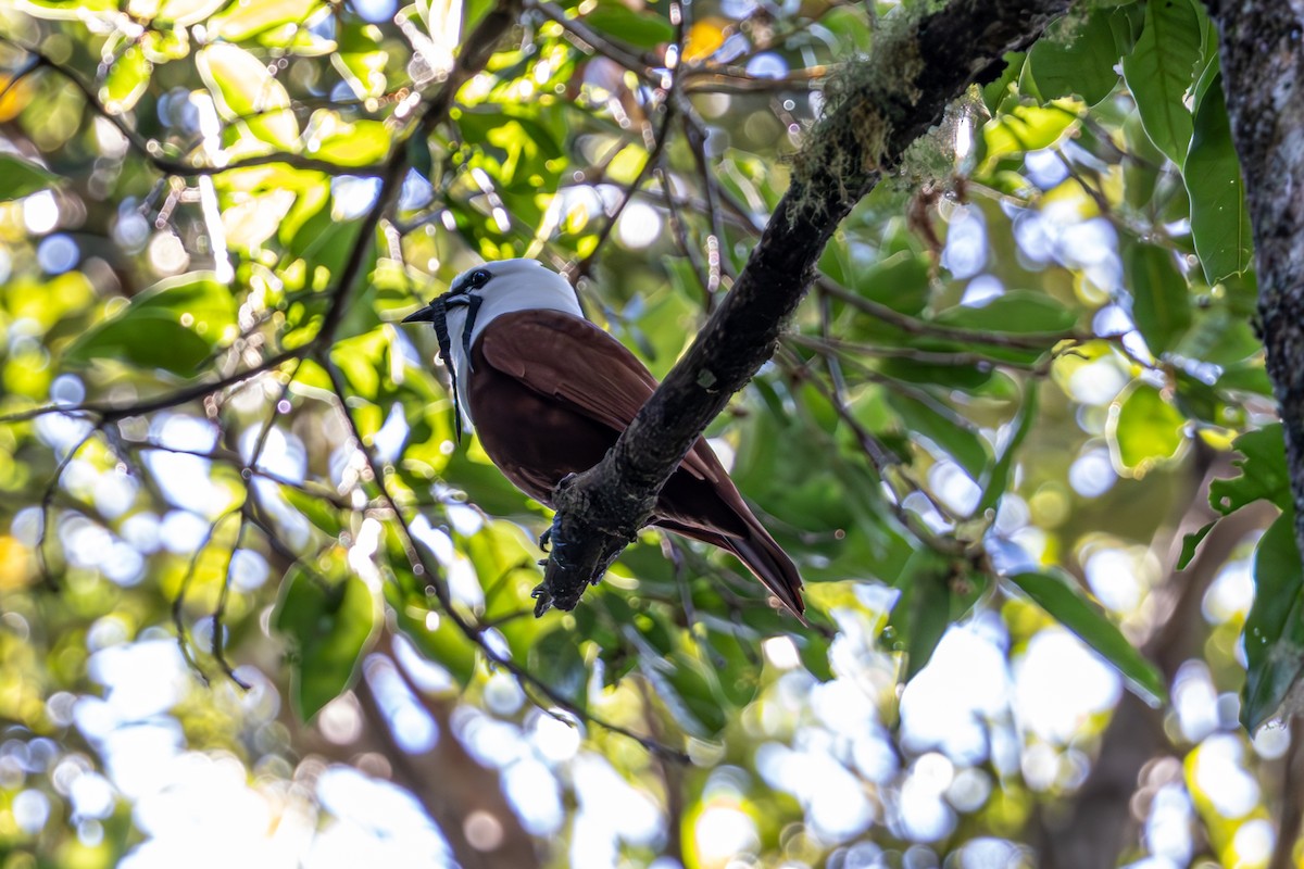 Three-wattled Bellbird - Mason Flint