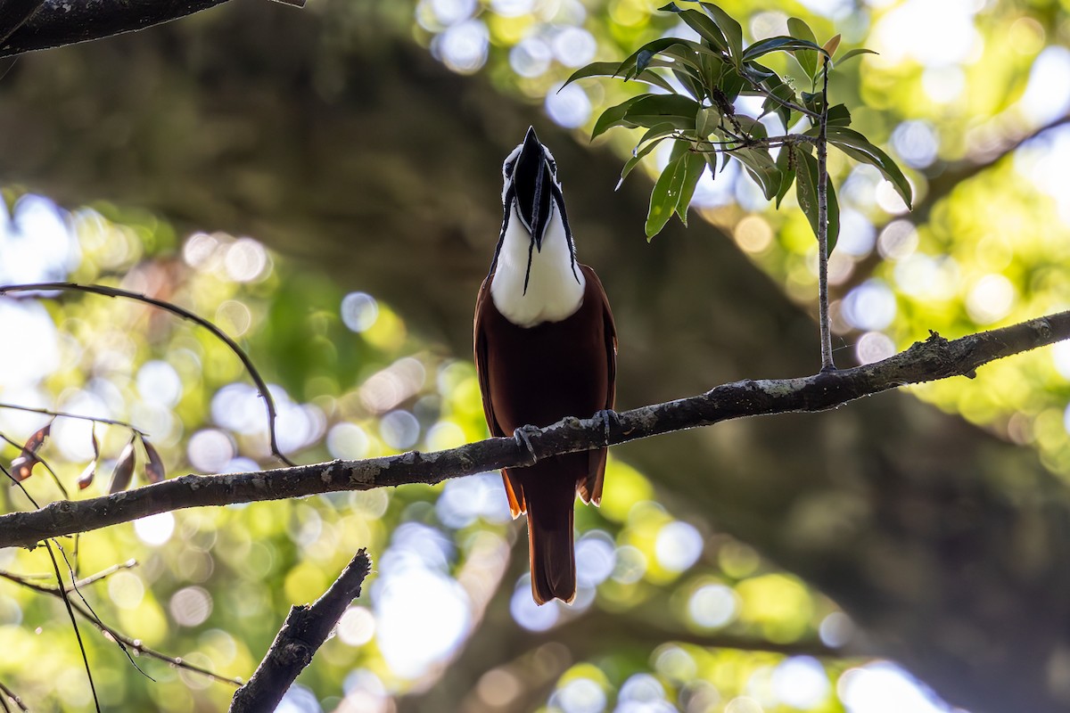 Three-wattled Bellbird - Mason Flint