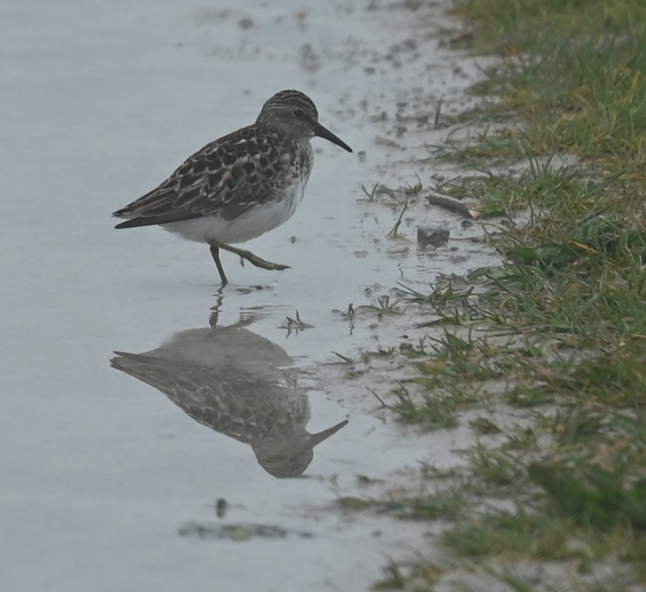 Least Sandpiper - Nicolle and H-Boon Lee