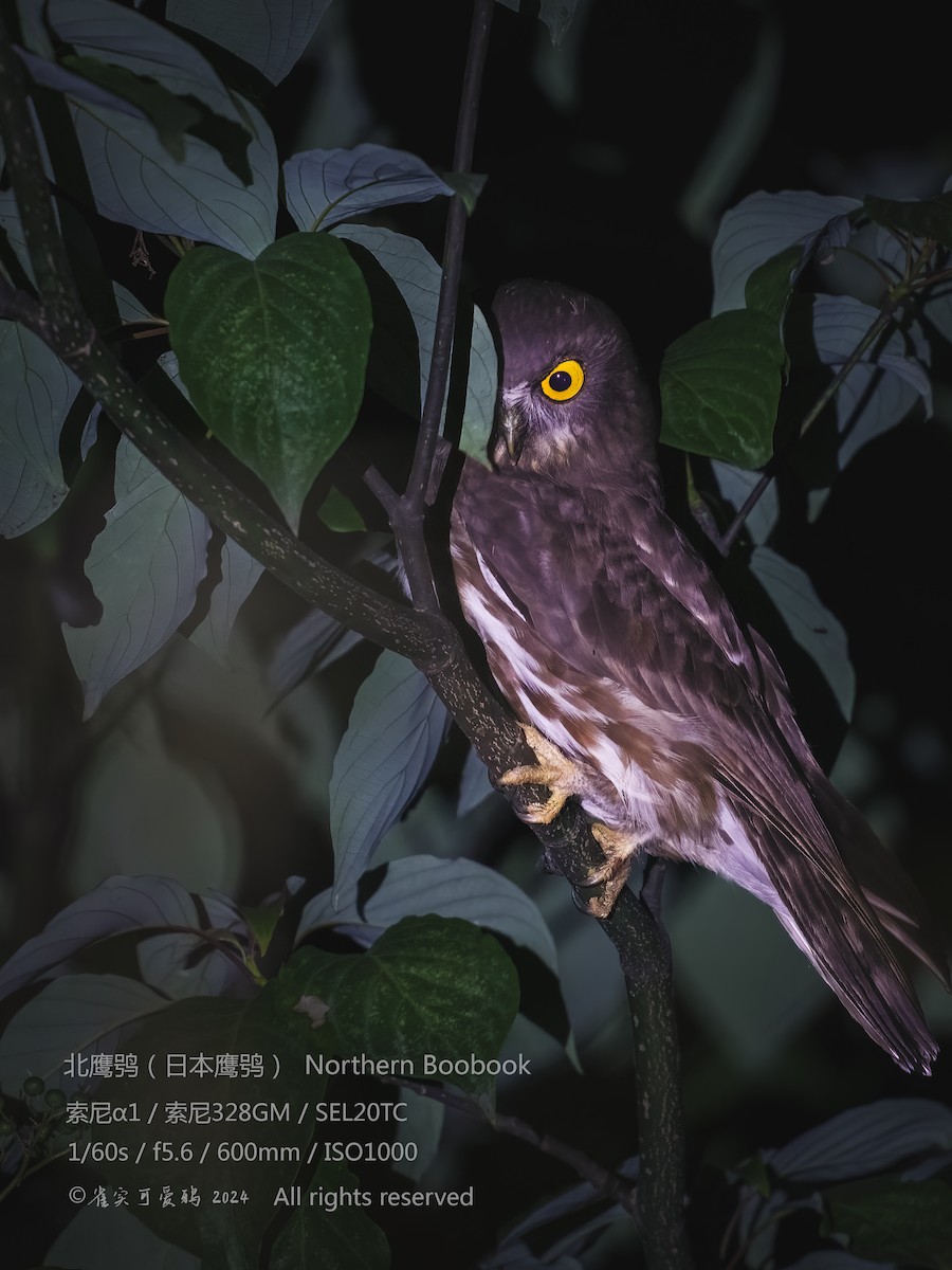 Northern Boobook - 雀实可爱 鸦