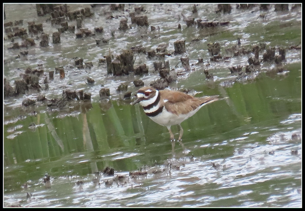 Killdeer - Peter Gordon