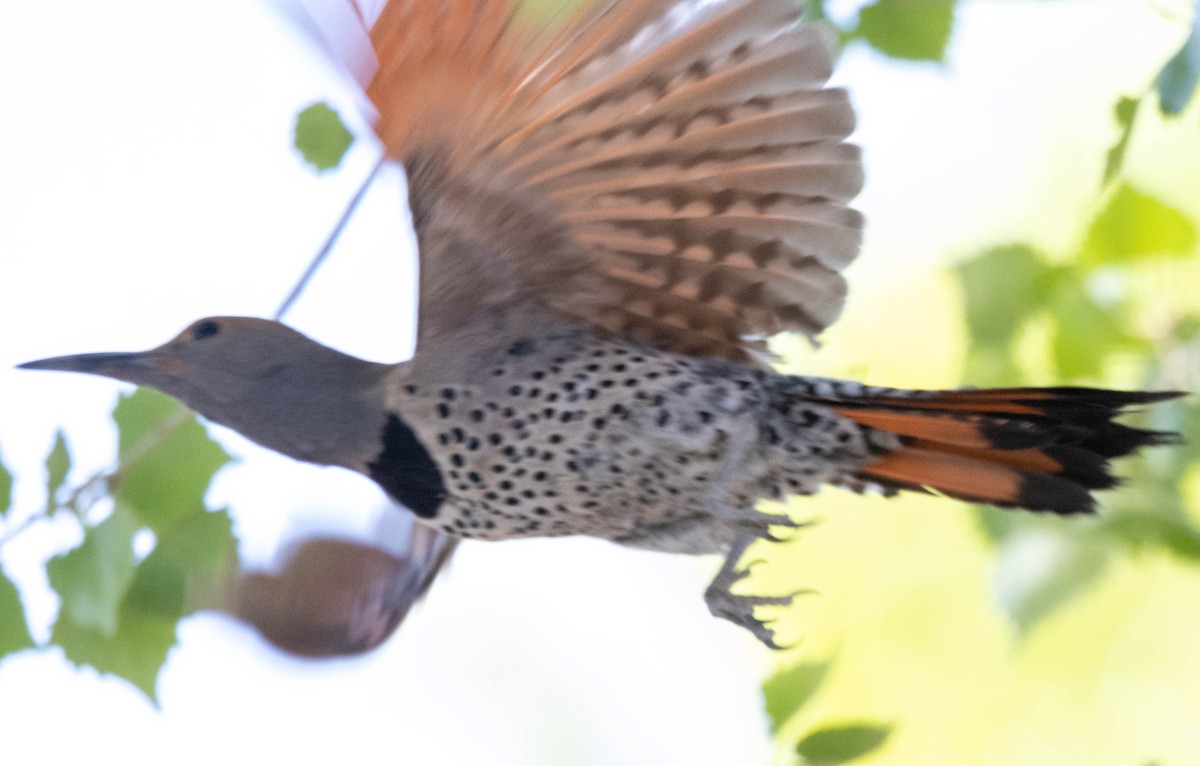 Northern Flicker - Allan Spradling