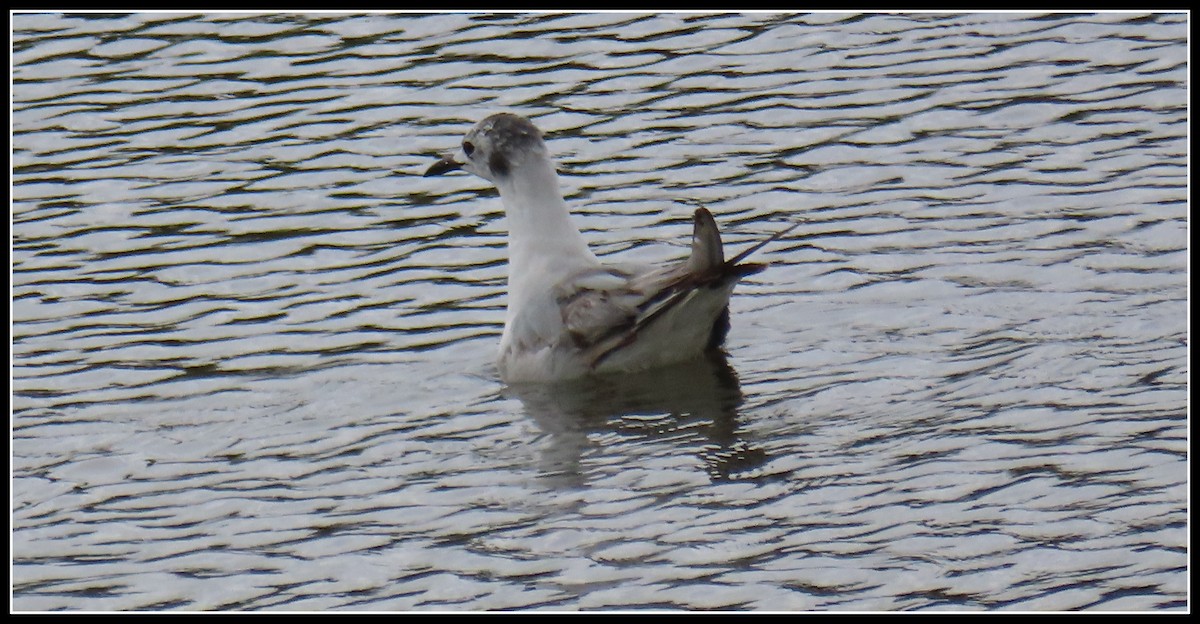 Bonaparte's Gull - Peter Gordon