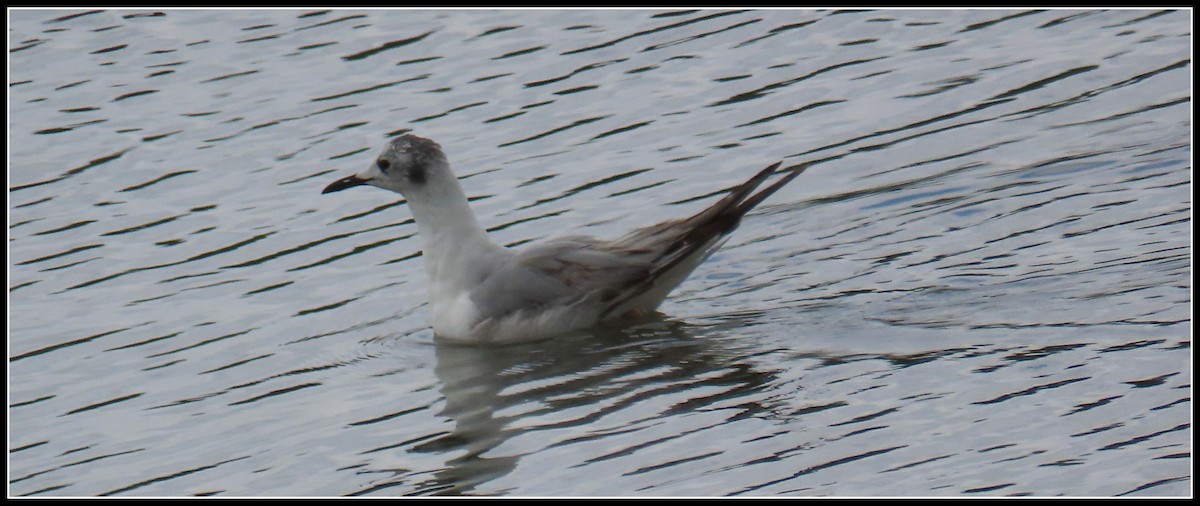 Bonaparte's Gull - Peter Gordon