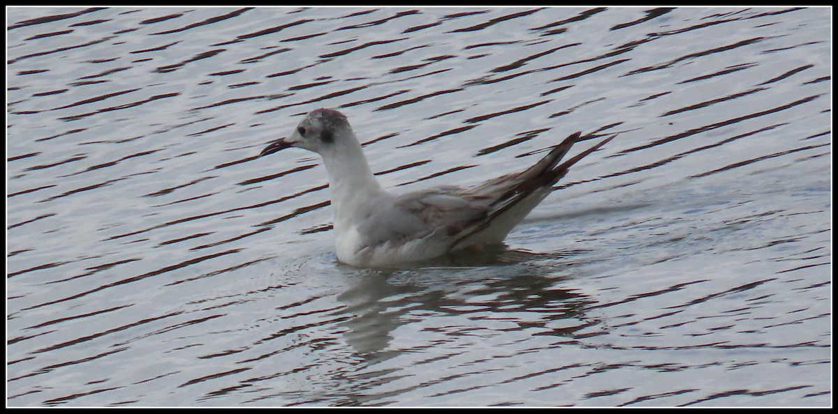 Bonaparte's Gull - Peter Gordon