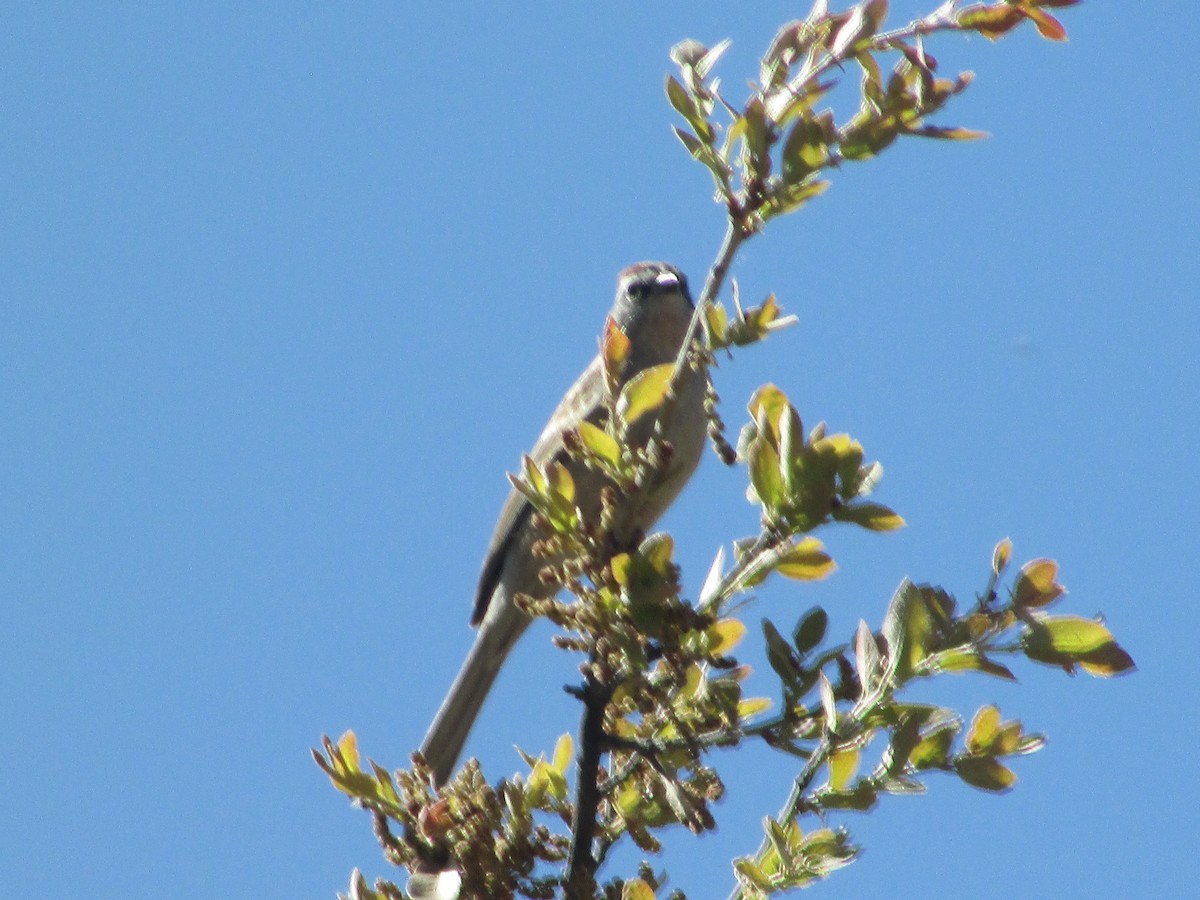 Chipping Sparrow - Felice  Lyons