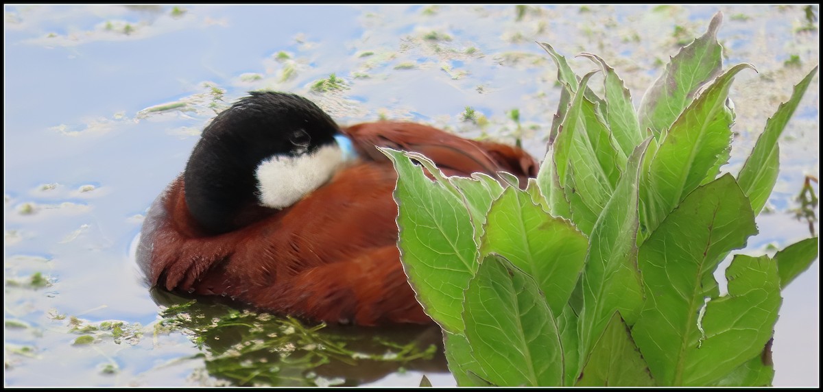 Ruddy Duck - Peter Gordon