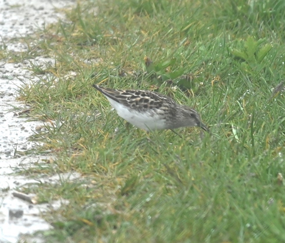 Least Sandpiper - Nicolle and H-Boon Lee