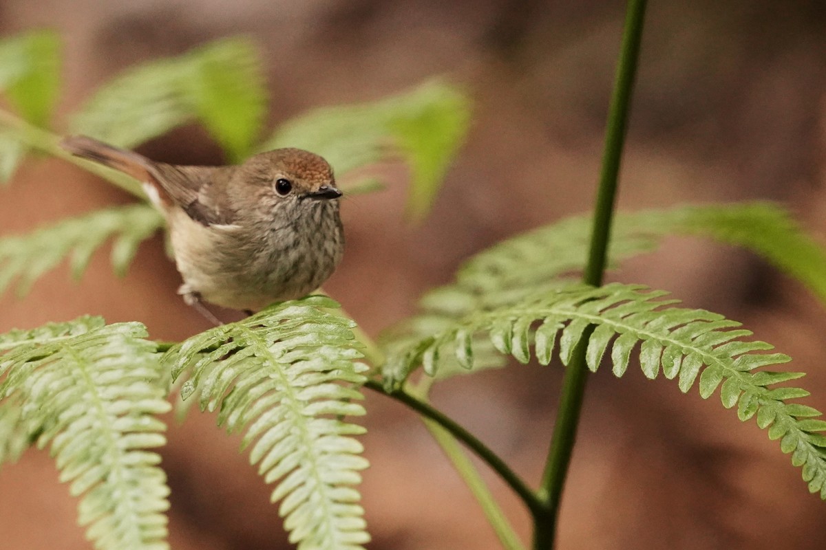 Brown Thornbill - Trevor Ross