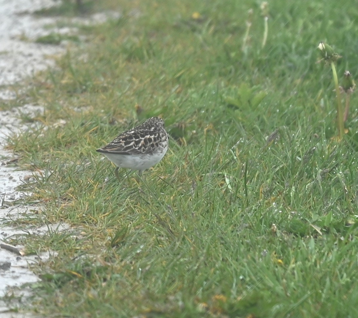 Least Sandpiper - Nicolle and H-Boon Lee