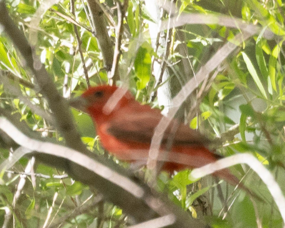 Summer Tanager - Allan Spradling