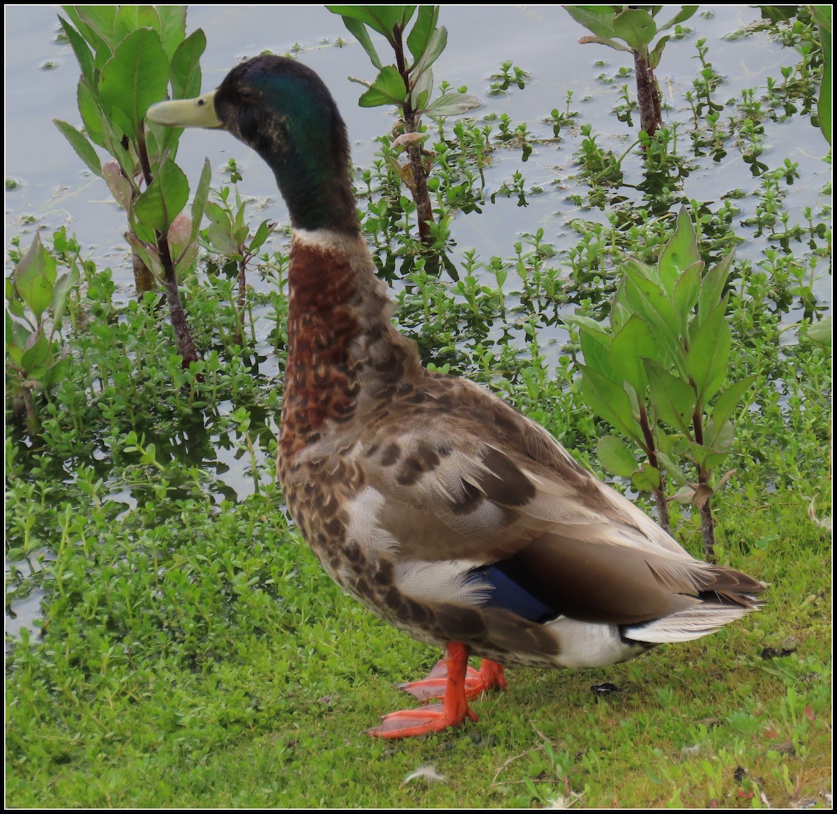 Mallard - Peter Gordon