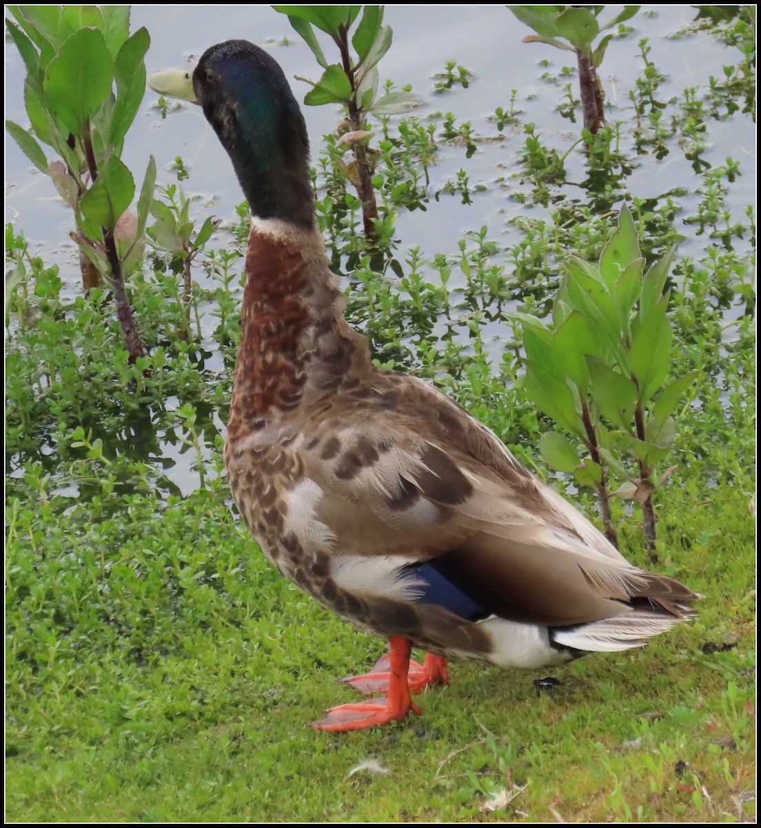 Mallard - Peter Gordon