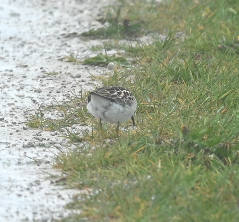 Least Sandpiper - Nicolle and H-Boon Lee