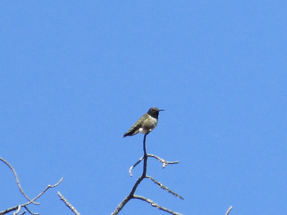 Black-chinned Hummingbird - Felice  Lyons