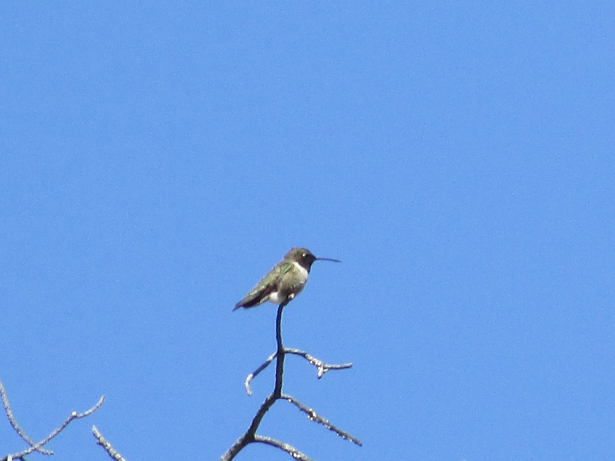 Black-chinned Hummingbird - Felice  Lyons