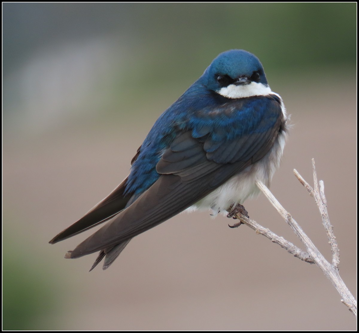 Tree Swallow - Peter Gordon