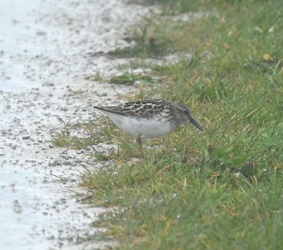 Least Sandpiper - Nicolle and H-Boon Lee