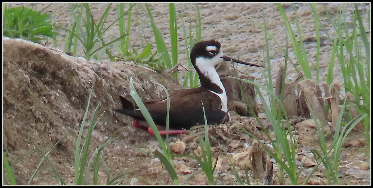 Black-necked Stilt - Peter Gordon