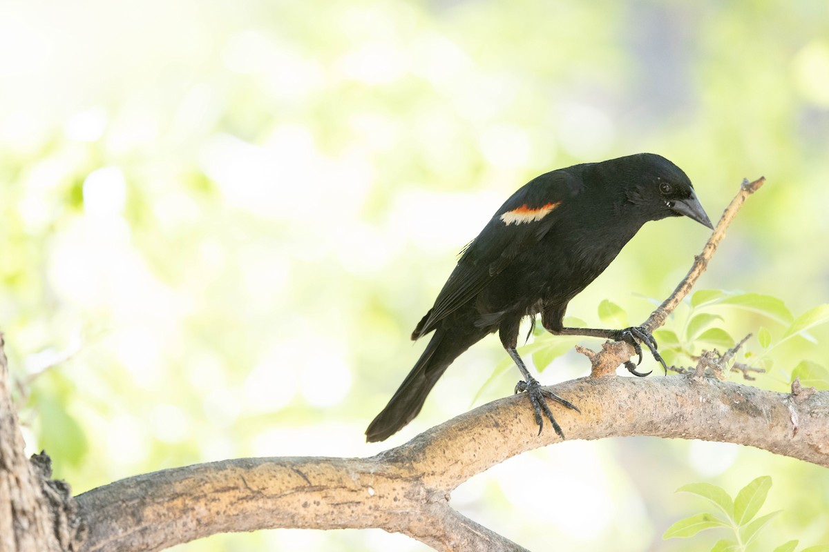 Red-winged Blackbird - Allan Spradling