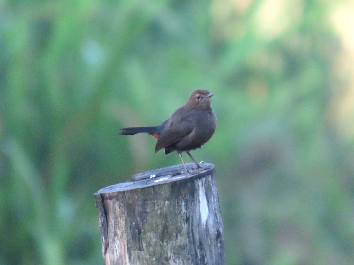 Indian Robin - Bosco Chan