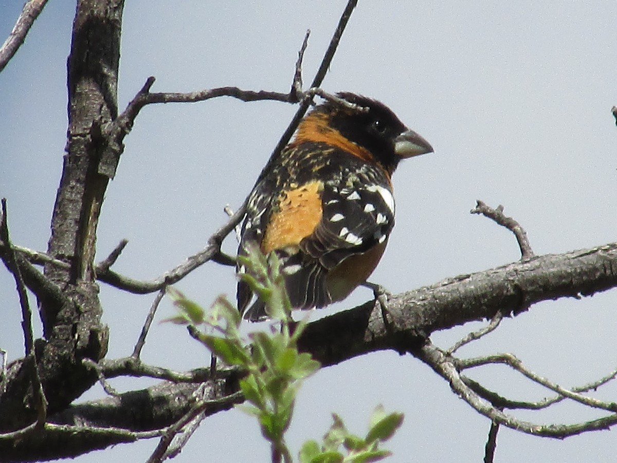 Black-headed Grosbeak - Felice  Lyons