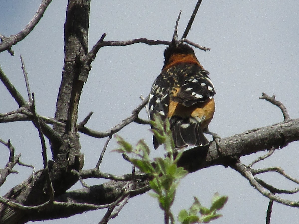 Black-headed Grosbeak - Felice  Lyons