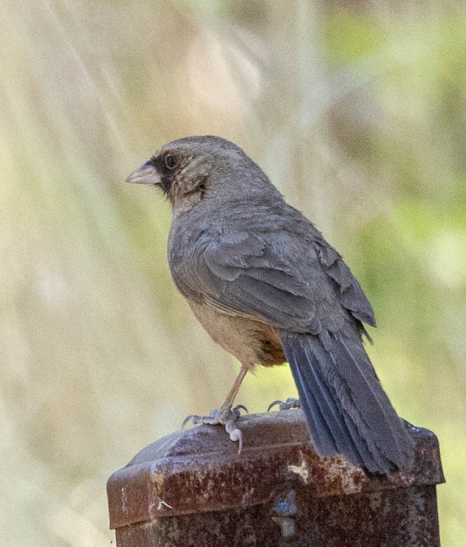 Abert's Towhee - Allan Spradling