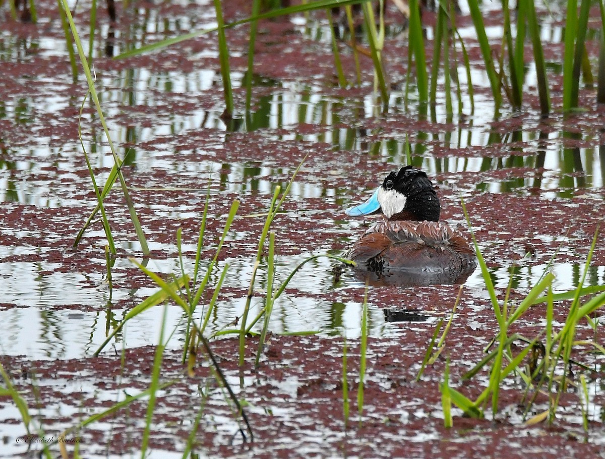 Ruddy Duck - Libby Burtner