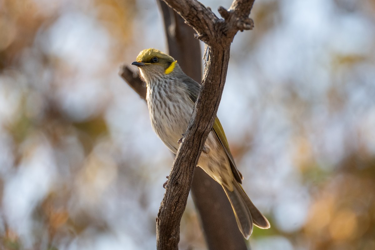 Yellow-plumed Honeyeater - ML619553971