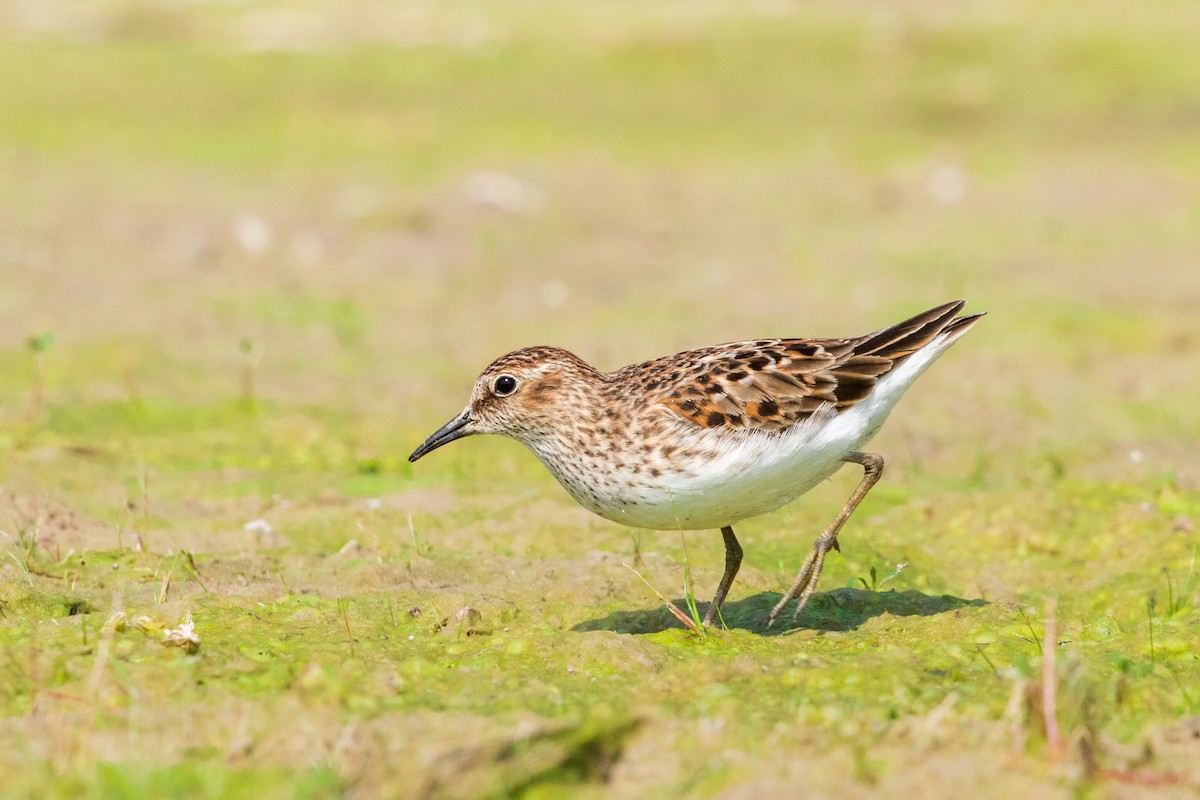 Least Sandpiper - Brad Reinhardt