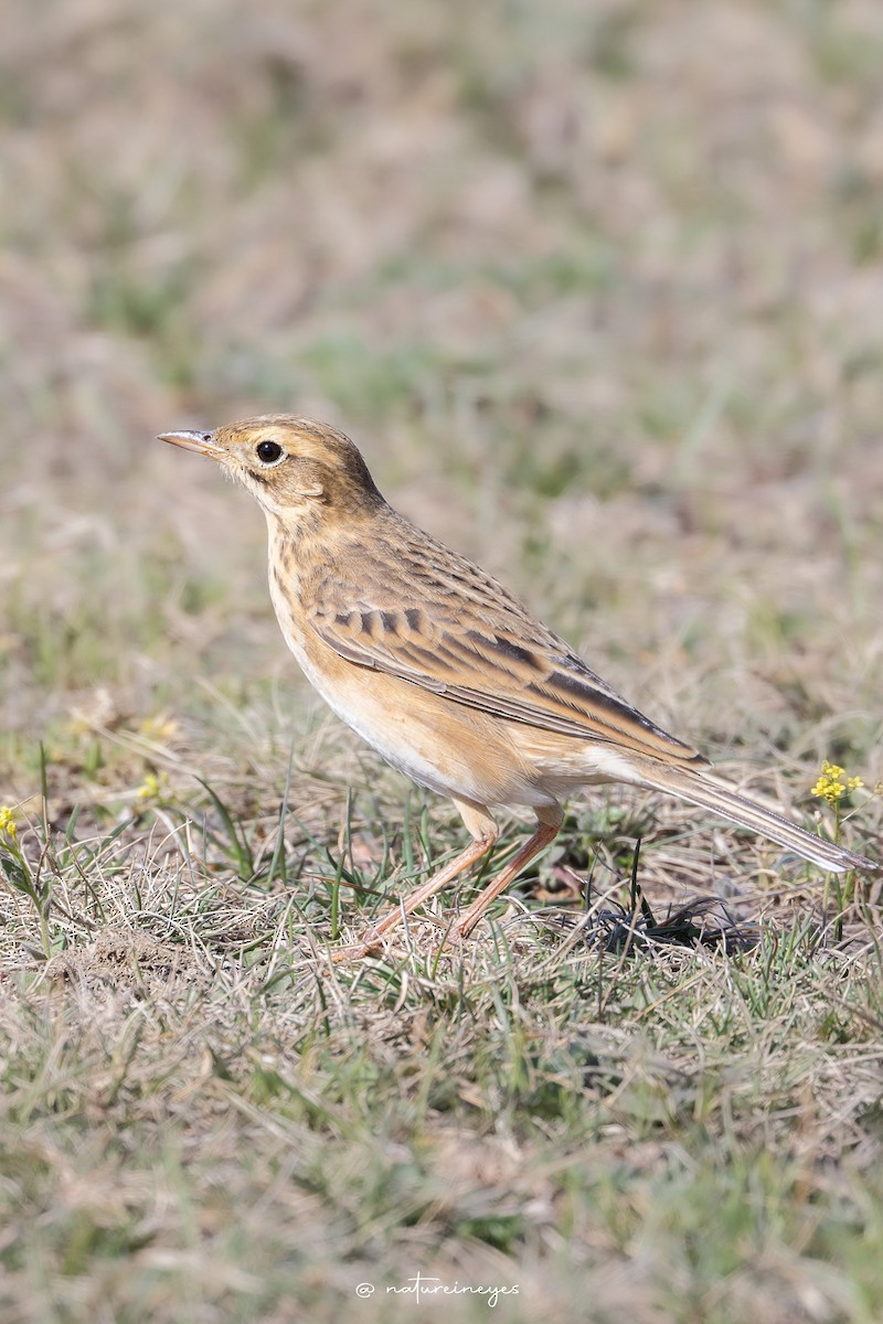 Richard's Pipit - Weeds S