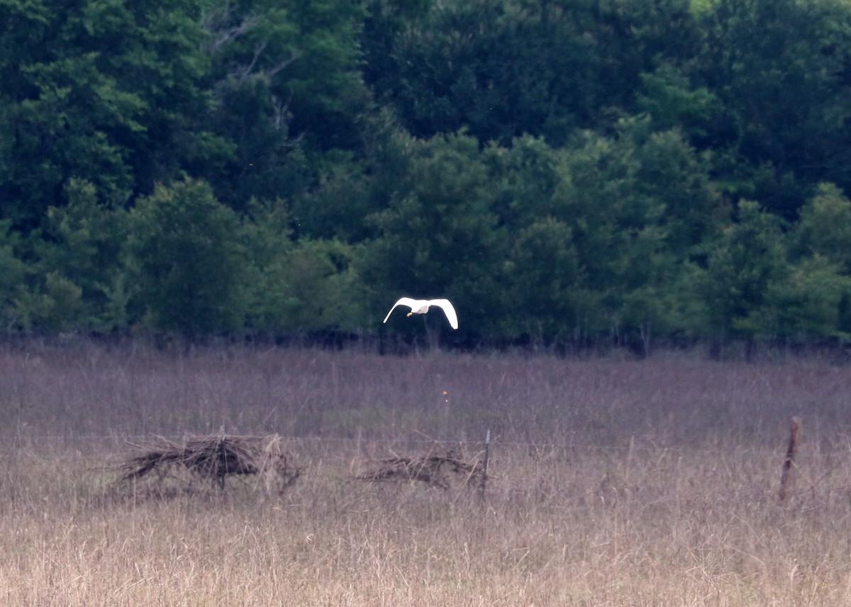 Snowy Egret - Noreen Baker