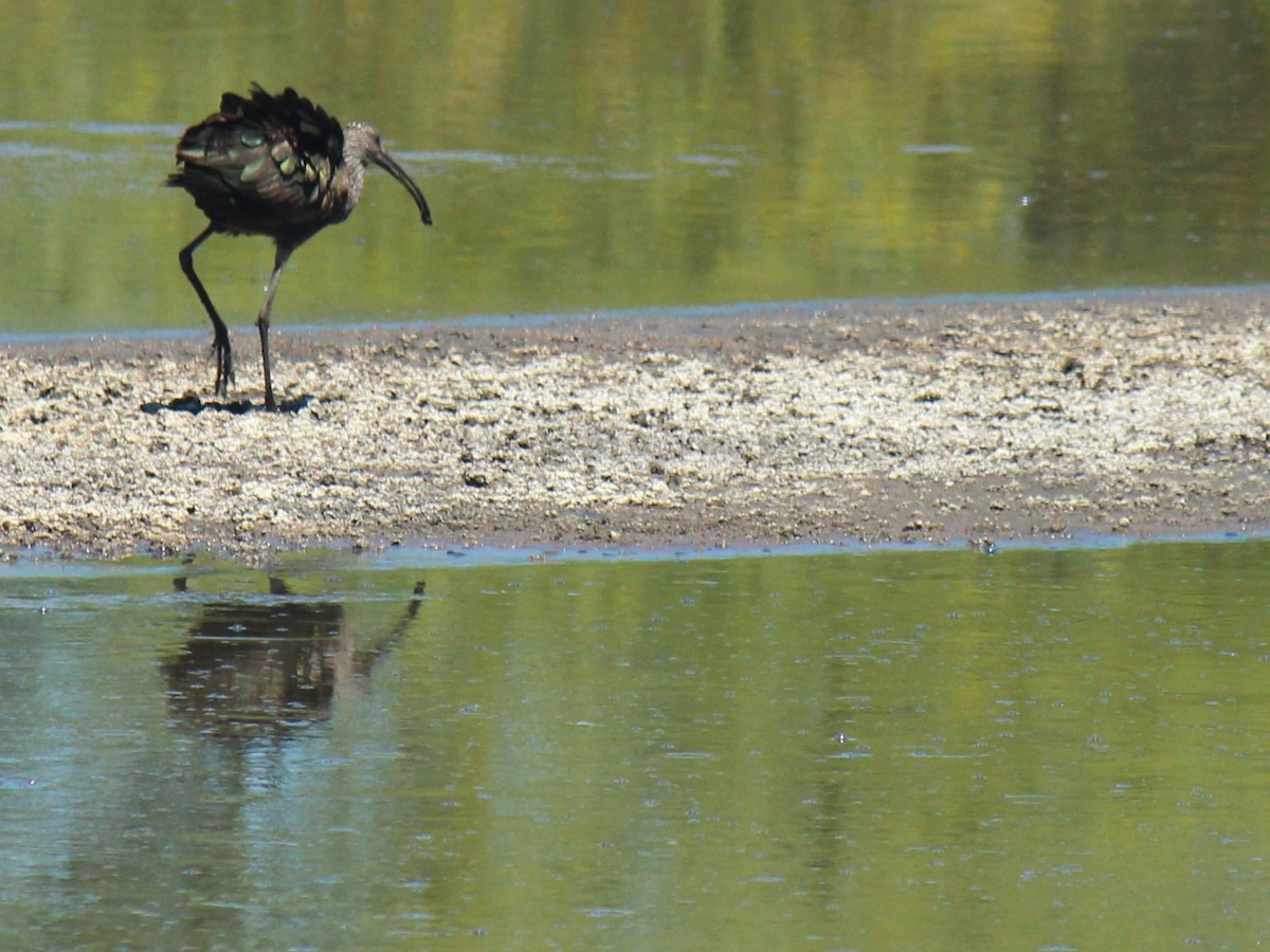 White-faced Ibis - ML619553983