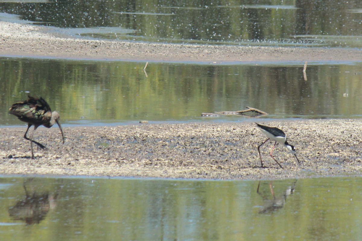 White-faced Ibis - Zoe Diacou