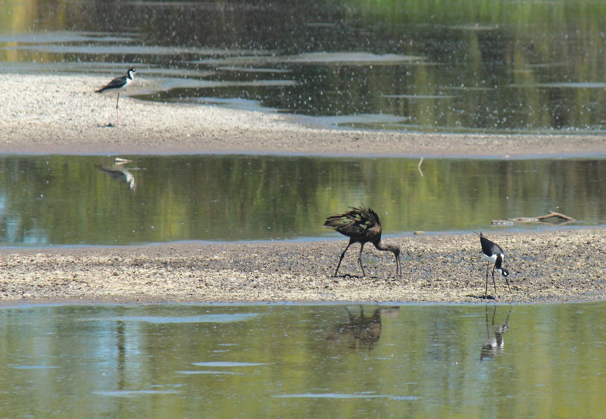 White-faced Ibis - Zoe Diacou