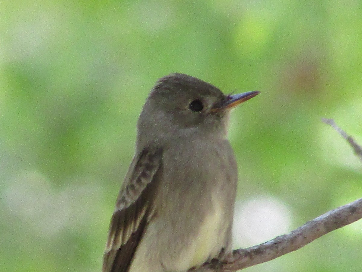 Western Wood-Pewee - Felice  Lyons